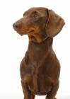 Picture of Chocolate Smooth Dachshund on white background, looking away