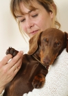 Picture of Chocolate Smooth Dachshund with owner