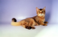 Picture of chocolate Somali kitten