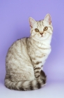 Picture of chocolate tabby british shorthair cat, sitting