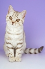 Picture of chocolate tabby british shorthair cat