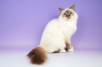 Picture of chocolate tabby point birman cat, sitting