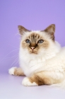 Picture of chocolate tabby point birman portrait