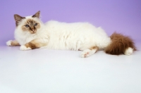 Picture of chocolate tabby point birman