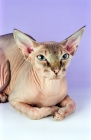 Picture of Chocolate Tabby Sphynx cat