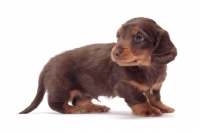 Picture of Chocolate Tan coloured longhaired miniature Dachshund puppy, standing on white background