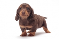 Picture of Chocolate Tan coloured longhaired miniature Dachshund puppy