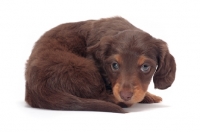 Picture of Chocolate Tan coloured longhaired miniature Dachshund puppy