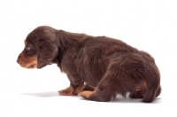 Picture of Chocolate Tan coloured longhaired miniature Dachshund puppy, back view