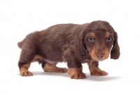 Picture of Chocolate Tan coloured longhaired miniature Dachshund puppy in studio