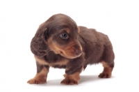 Picture of Chocolate Tan coloured longhaired miniature Dachshund puppy, looking away