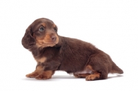 Picture of Chocolate Tan coloured longhaired miniature Dachshund puppy, sitting down