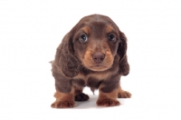 Picture of Chocolate Tan coloured longhaired miniature Dachshund puppy