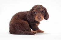 Picture of Chocolate Tan coloured longhaired miniature Dachshund puppy, looking back