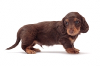 Picture of Chocolate Tan coloured longhaired miniature Dachshund puppy, side view