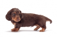 Picture of Chocolate Tan coloured longhaired miniature Dachshund puppy, looking away