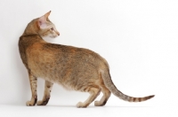 Picture of Chocolate Ticked Torbie Oriental Shorthair