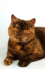 Picture of chocolate tortie british shorthair cat