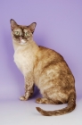 Picture of chocolate tortie burmese cat looking at camera