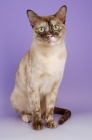 Picture of chocolate tortie burmese cat, sitting