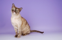 Picture of chocolate tortie burmese cat sitting on purple background