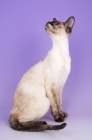 Picture of chocolate tortie point siamese cat