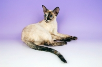 Picture of chocolate tortie point siamese cat, lying down