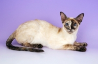 Picture of chocolate tortie point siamese cat, lying down