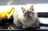 Picture of chocolate tortie tiffanie cat in kitchen