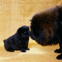 Picture of chow and puppy kissing