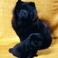 Picture of chow and puppy sitting together