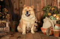 Picture of Chow chow near pots