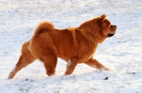 Picture of Chow in snow