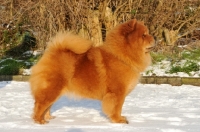 Picture of Chow in winter