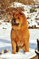 Picture of Chow in winter