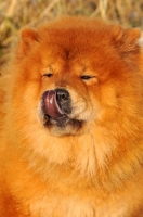 Picture of Chow licking lips