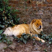 Picture of chow lying by a wall in ivy