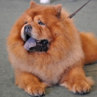Picture of Chow on floor