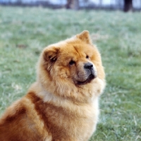 Picture of chow, portrait