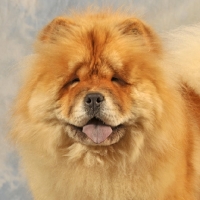 Picture of Chow portrait