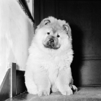 Picture of chow puppy near door