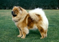 Picture of chow side view