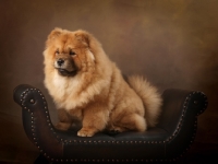 Picture of Chow sitting on chair in studio