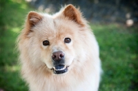 Picture of chow smiling into camera