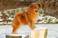 Picture of Chow standing on wood blocks