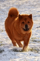 Picture of Chow walking in snow
