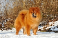 Picture of Chow