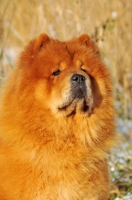 Picture of Chow