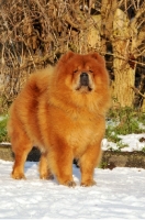 Picture of Chow