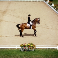 Picture of Christine StÃ¼ckelberger riding Granat, perform the passage at Goodwood Festival of Dressage, holstein 